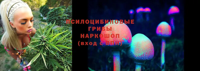 blacksprut tor  Норильск  Псилоцибиновые грибы Cubensis 