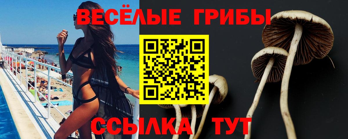 Псилоцибиновые грибы Cubensis Норильск